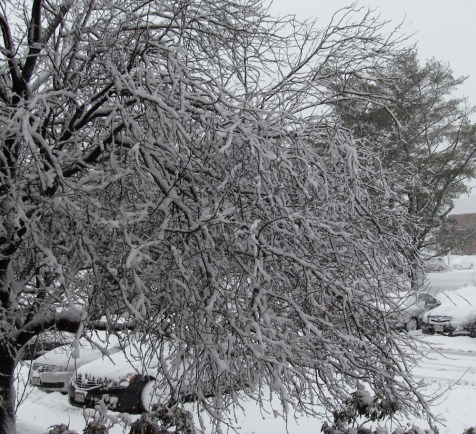 wet_snow_tree